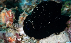 North Sulawesi-2018-DSC04711_rc- Common egg cowrie - Ovule commune - Ovula ovum